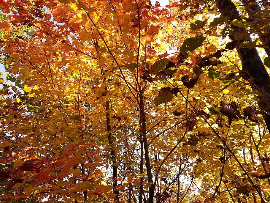 Autumn, Fall, Fall, Color, Colour, Colorful, season, leaves HD wallpaper