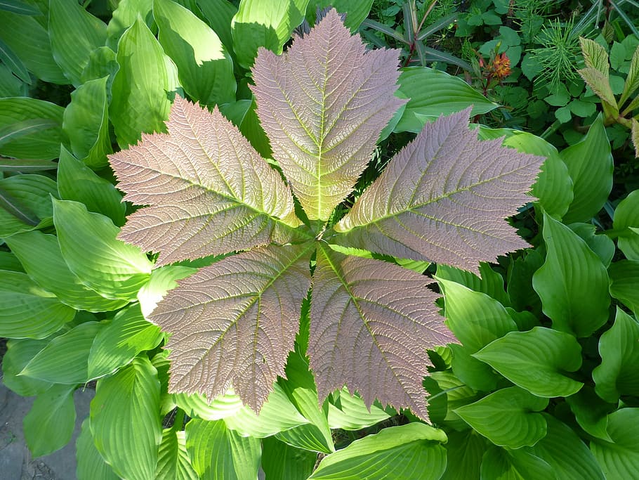 five, leaves, natural pattern, 5, garden, season, spring, leaf HD wallpaper
