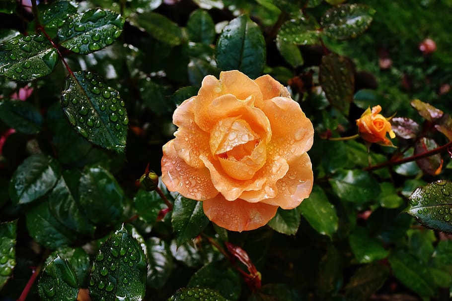 orange rose with dew drops at daytime, color, drip, drop of water HD wallpaper