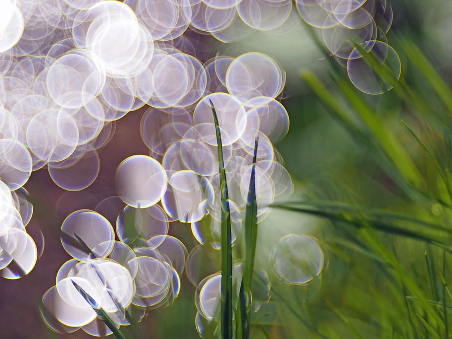 green grasses, plant, nature, live, abstract, backgrounds, defocused HD wallpaper