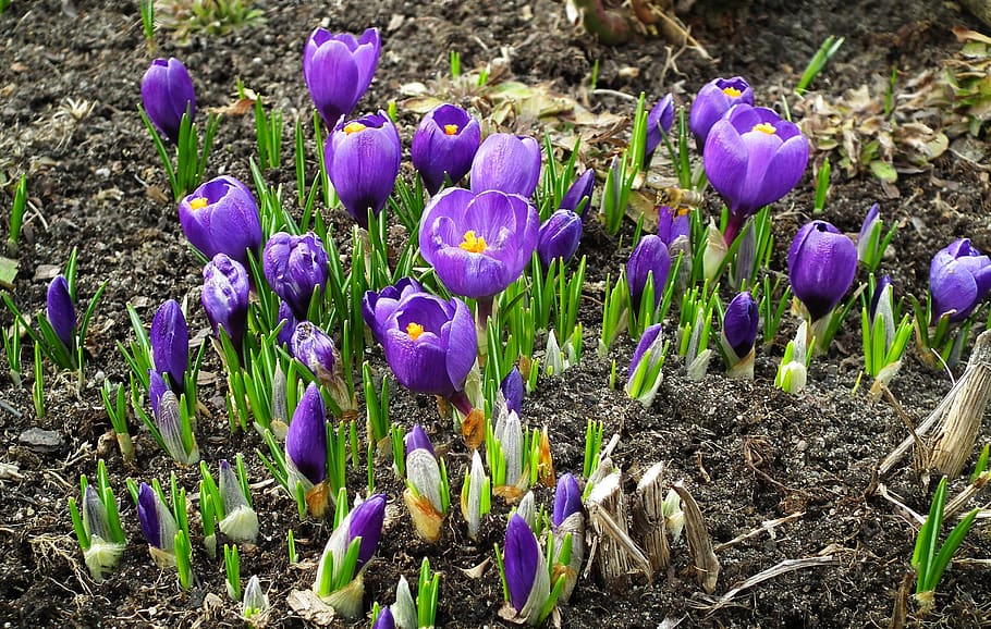 flower, crocus, blue, nature, plant, easter, flowering plant HD wallpaper