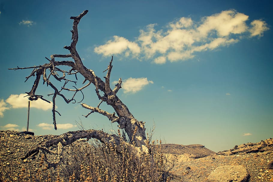 clouds, desert, landscape, mountain, nature, sky, tree, plant HD wallpaper