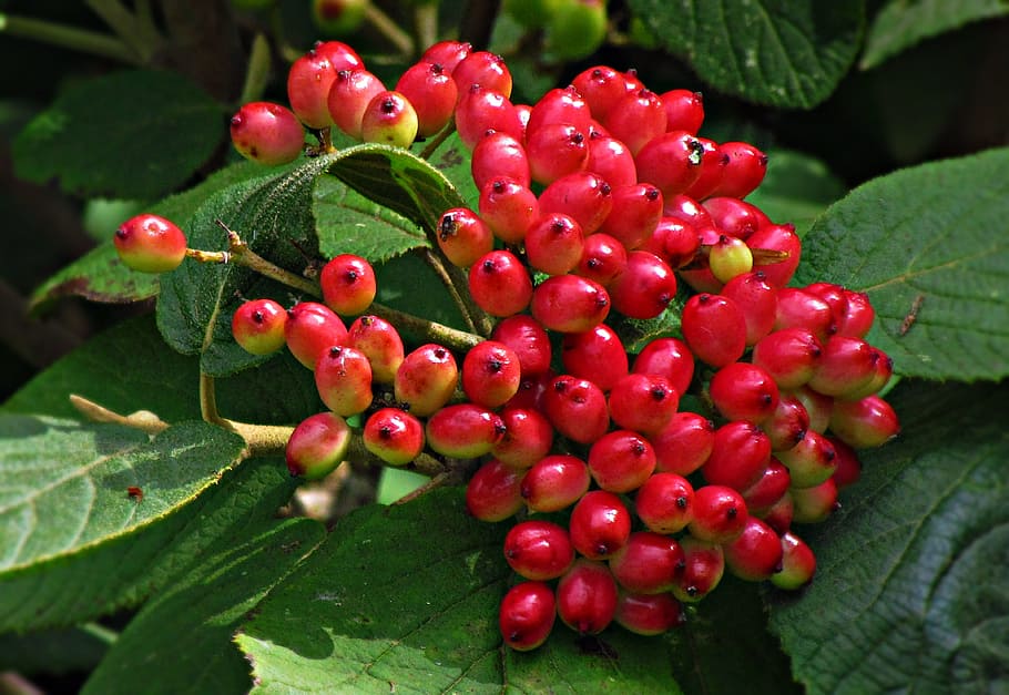 plants, berries, red, fruit, summer, jagoda, foliage, bush HD wallpaper