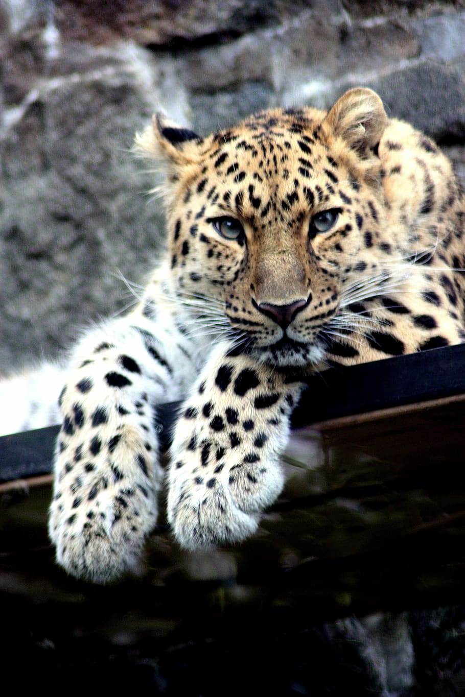 Leopard laying on a black metal frame during day time, wildlife