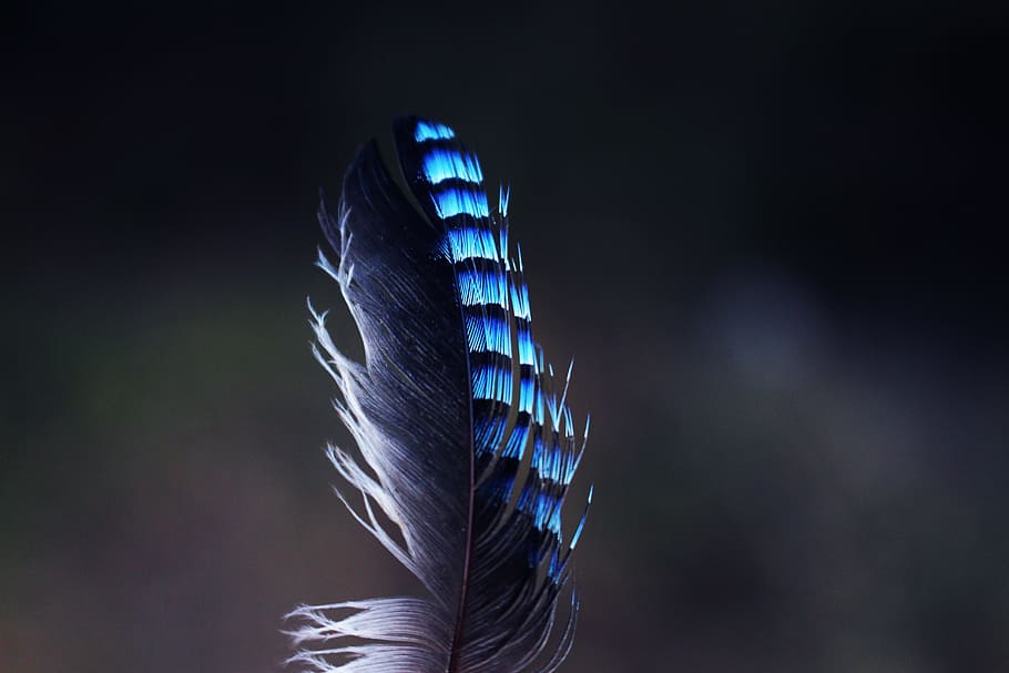 Jay, Feather, Pen, Nature, Wings, Plumage, jay feather, feathers HD wallpaper