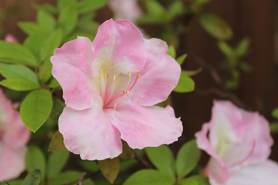 pink, flower, xie, flowering plant, beauty in nature, fragility HD wallpaper