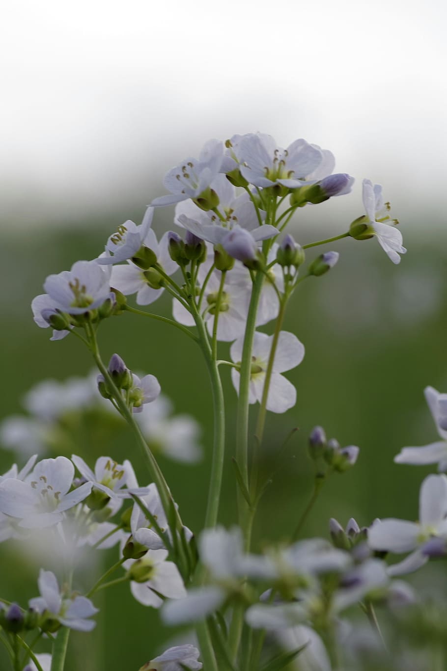 Flower, Spring, warzucha, tiny, grasshopper, white, the petals HD wallpaper