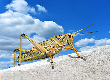 brown and black grasshopper on white surface, caelifera, romalea microptera HD wallpaper