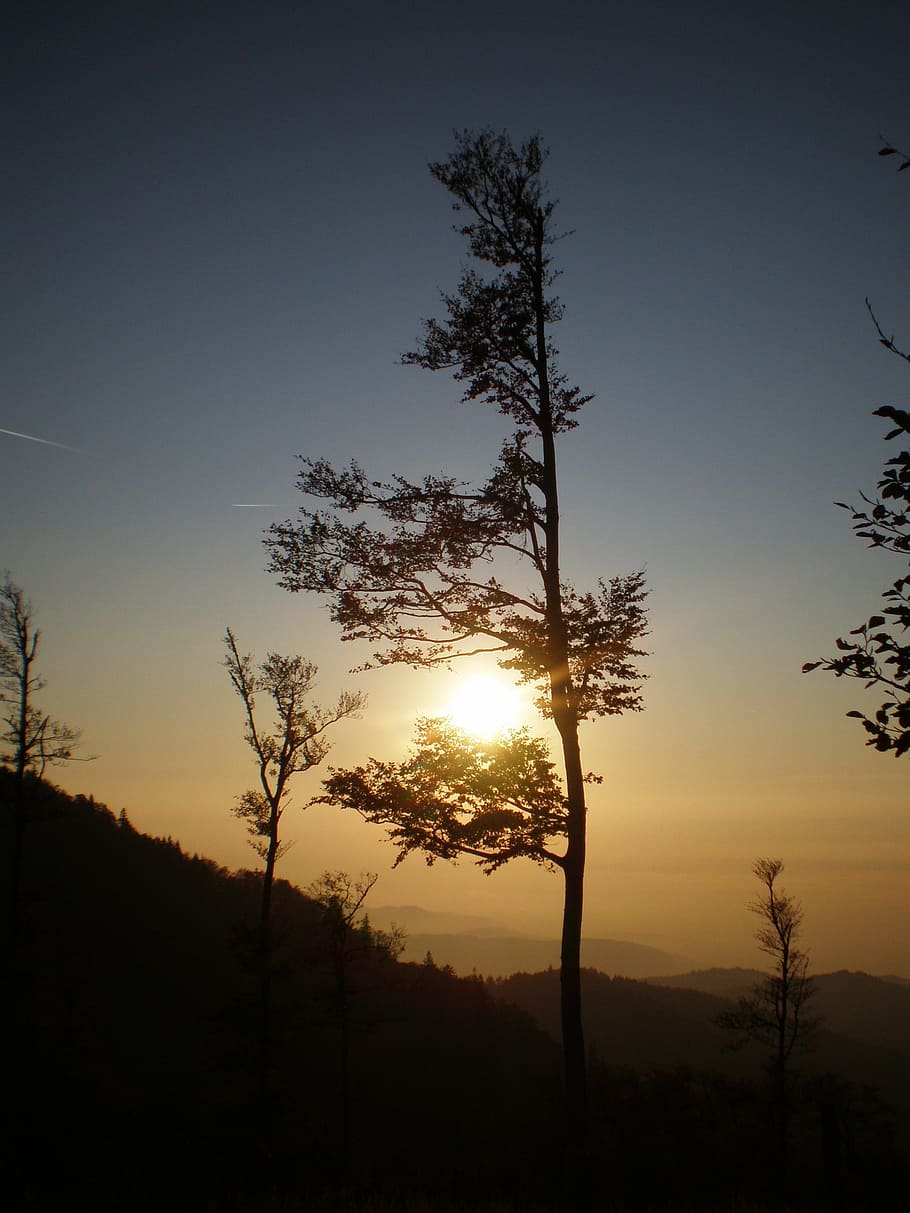 kandel, sunset, abendstimmung, tree, aesthetic, sky, plant HD wallpaper