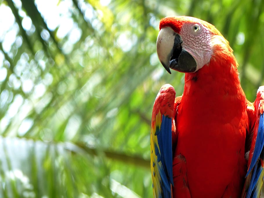 parrot, red, tropical, bird, vertebrate, animal themes, animal wildlife HD wallpaper