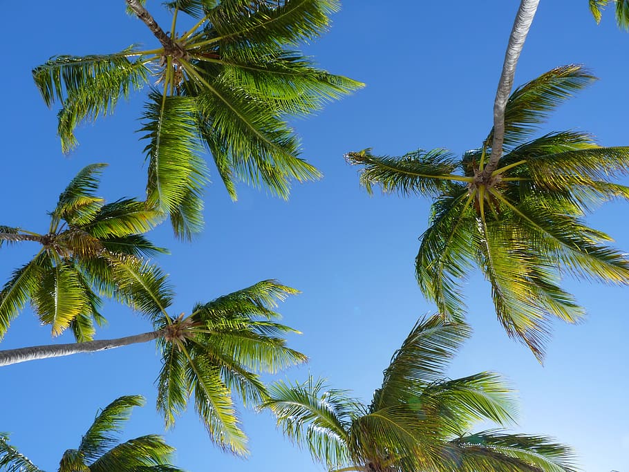 coconut trees, caribbean, palm, sky, plant, palm tree, tropical climate HD wallpaper
