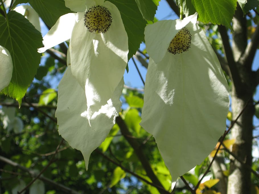 Handkerchief Tree, Tree, Leaf, Blossom, bloom, nature, growth HD wallpaper