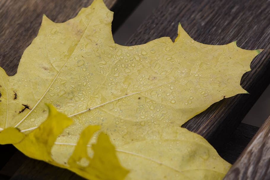 drops, sheet, maple, rosa, leaves, autumn, maple leaf, nature HD wallpaper
