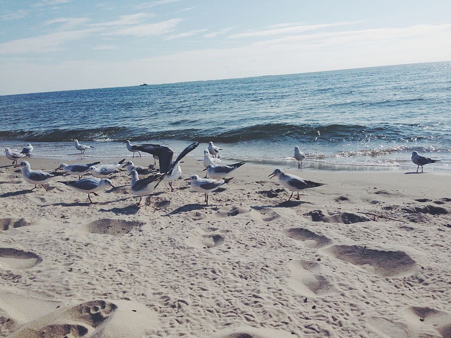 gulls, beach, sea, blue, water, waves, shore, bird, nature HD wallpaper