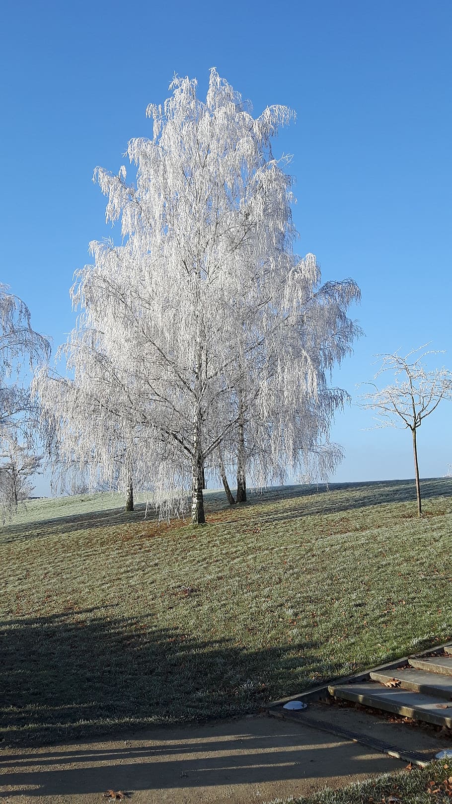 winter, frost, tree, winter magic, sky, plant, beauty in nature HD wallpaper