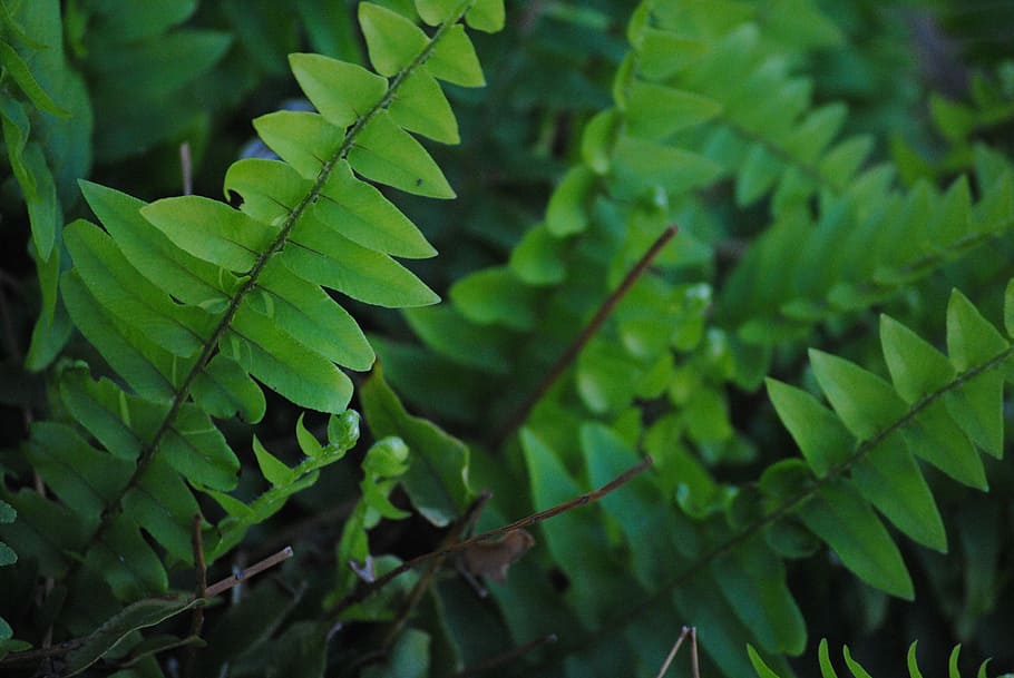 Fern, Green, Green, Leaf, Nature, Natural, plant, foliage, forest HD wallpaper