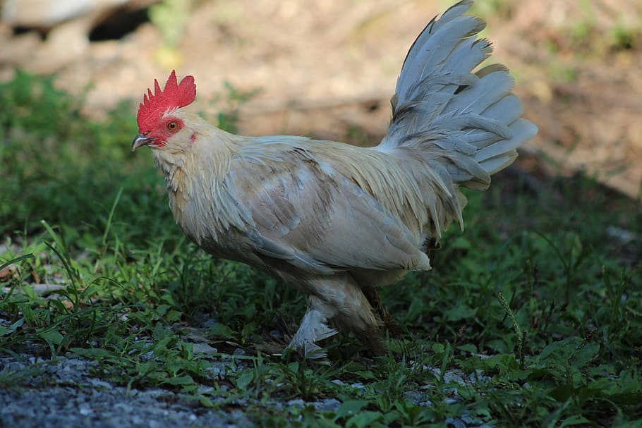 rooster, chicken, nature, bird, farm, animal, poultry, agriculture