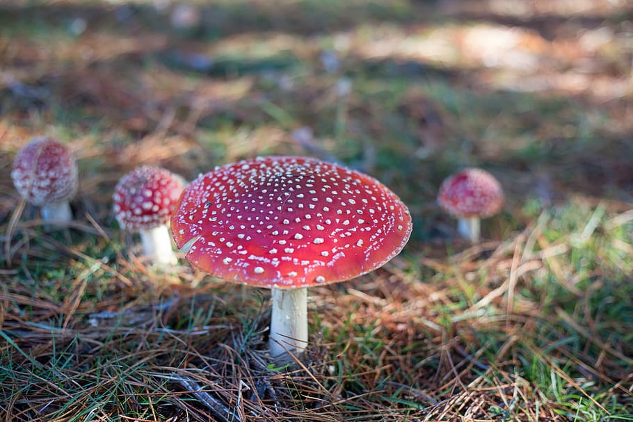 shallow focus photography of red mushrooms on soil, toadstool, HD wallpaper