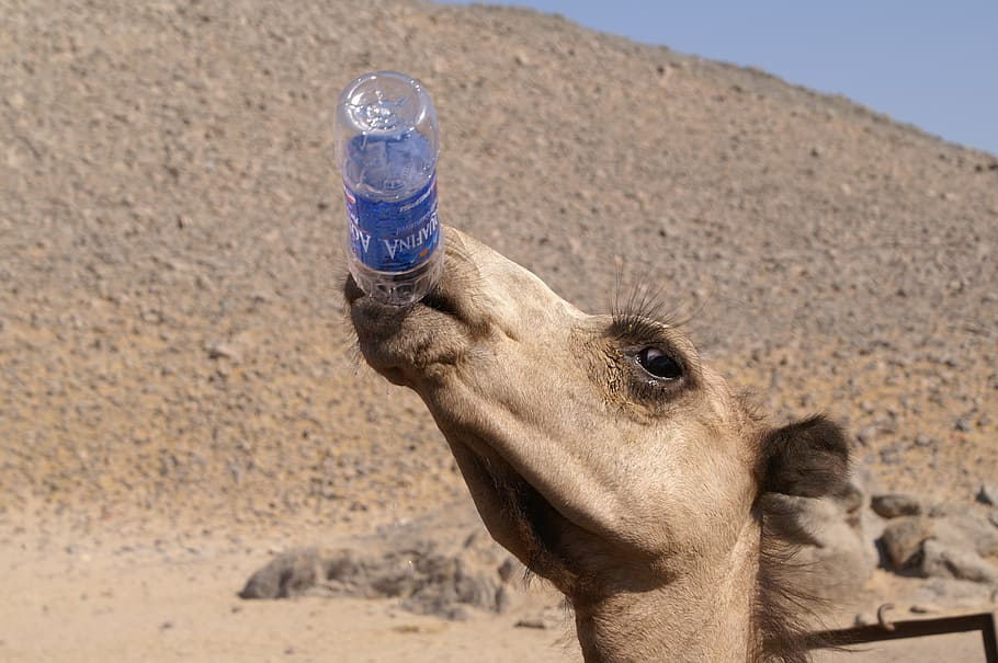 camel, animals, desert, water, the thirst, desert animals, animal themes, HD wallpaper