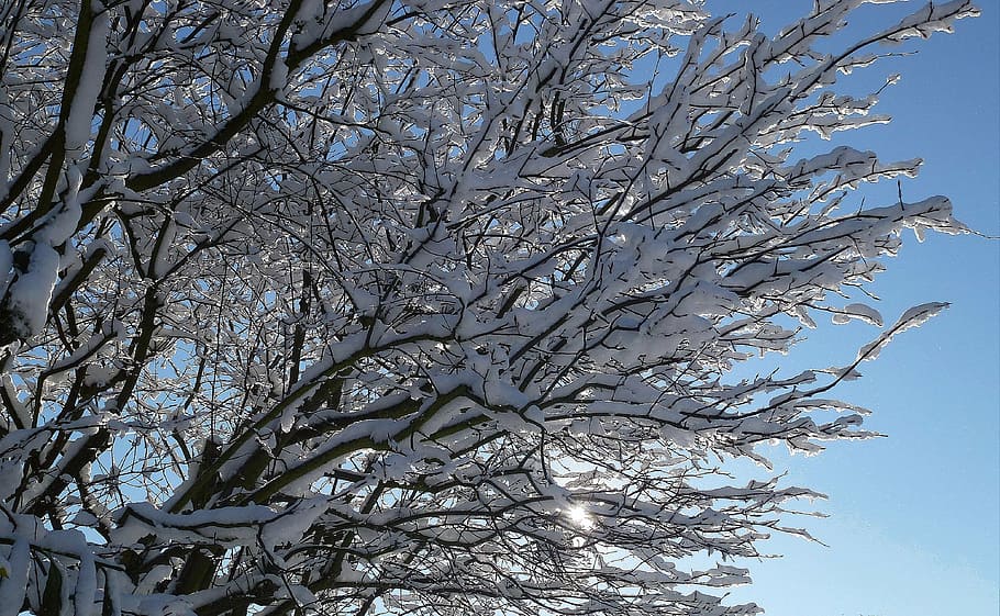 winter, snow, sun, wintry, trees, nature, cold, sunshine, aesthetic HD wallpaper