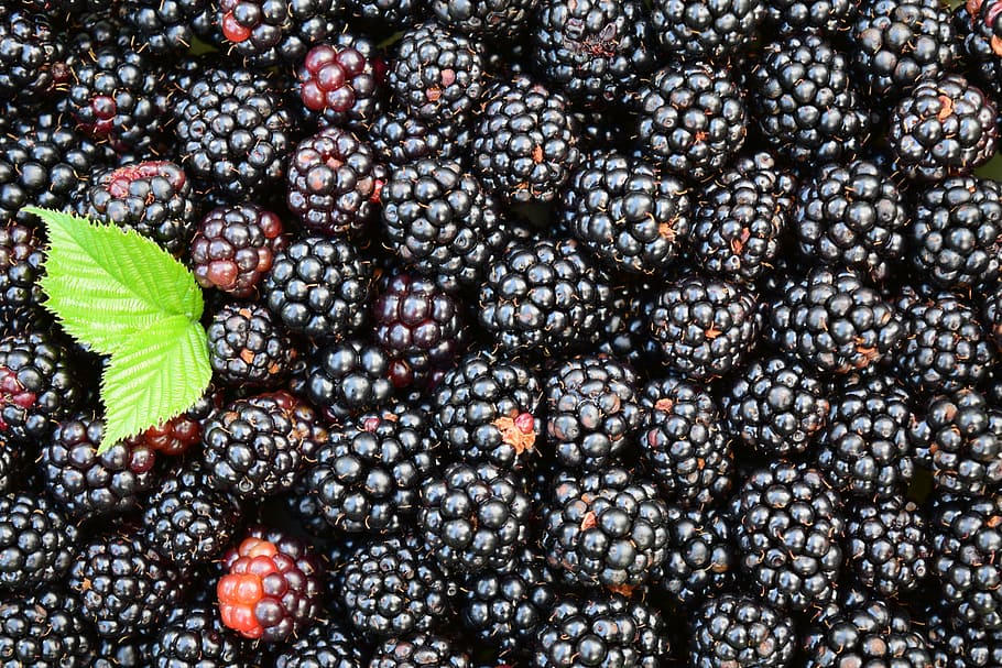 shallow focus photography of raspberries, blackberries, background HD wallpaper