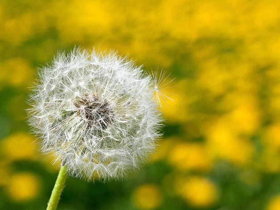 dandelion, departure, close, flower, spring, pointed flower HD wallpaper