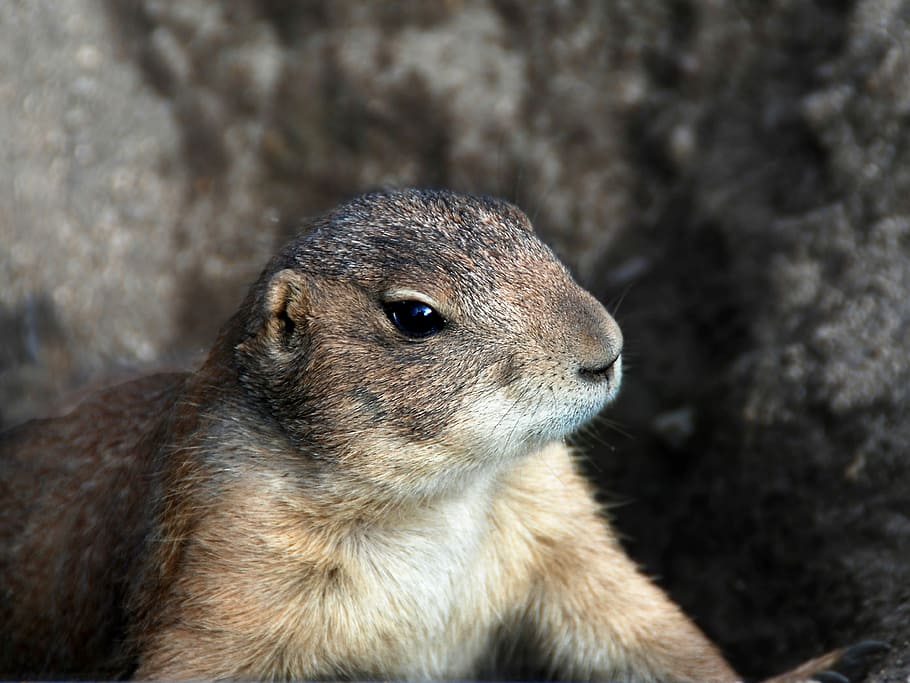 Animal, Prairie Dog, Sciurids, one animal, animal wildlife HD wallpaper