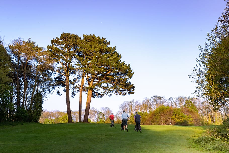 golf, evening, view, landscape, tree, plant, grass, group of people HD wallpaper