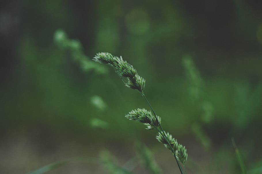 Close-up Photo Of Green Leaf Plant, grass, growth, macro, focus on foreground HD wallpaper
