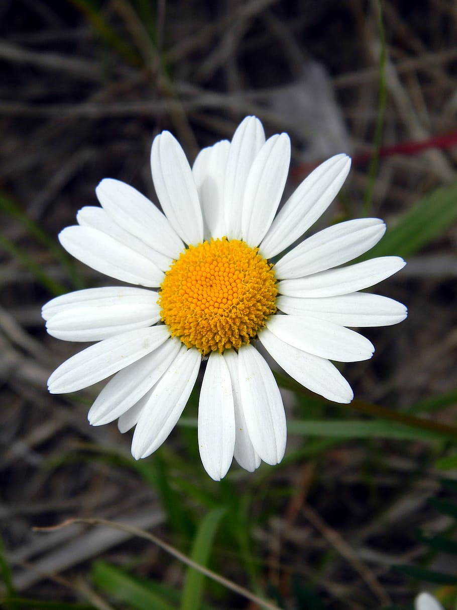 Daisy, Flower, Chamomile, Petals, summer, white flowers, bloom HD wallpaper