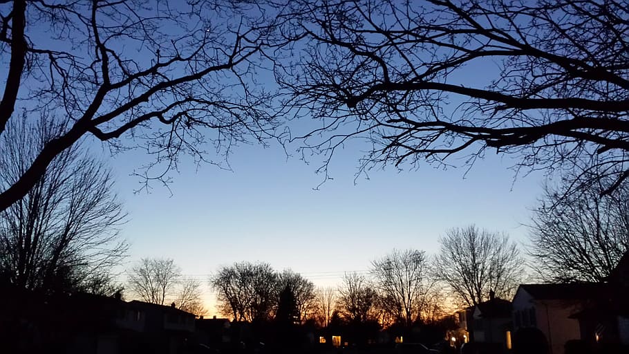 sunset, nightfall, tree, silhouette, plant, sky, bare tree HD wallpaper