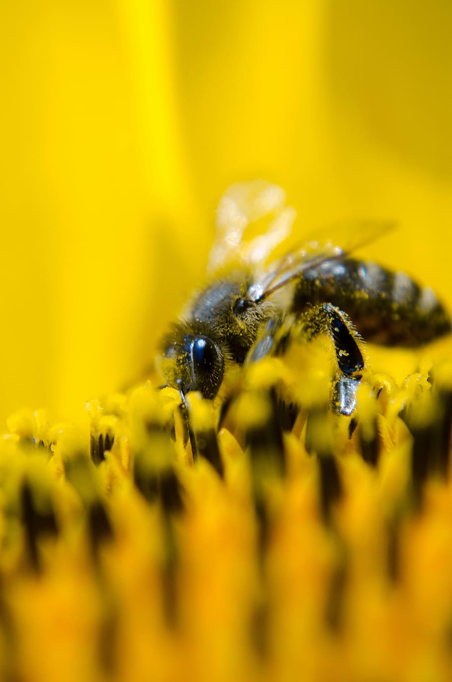 focal focus photography of bee polenating, working bee, nature HD wallpaper
