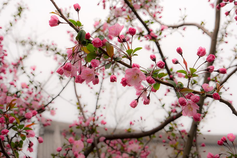 pink cherry blossom in bloom, Japan, Cherry Blossoms, flower HD wallpaper