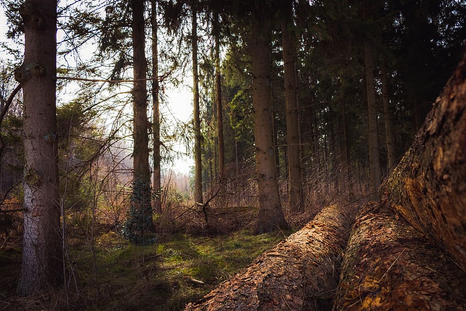 black and green high trees under white sky at daytime, forest HD wallpaper