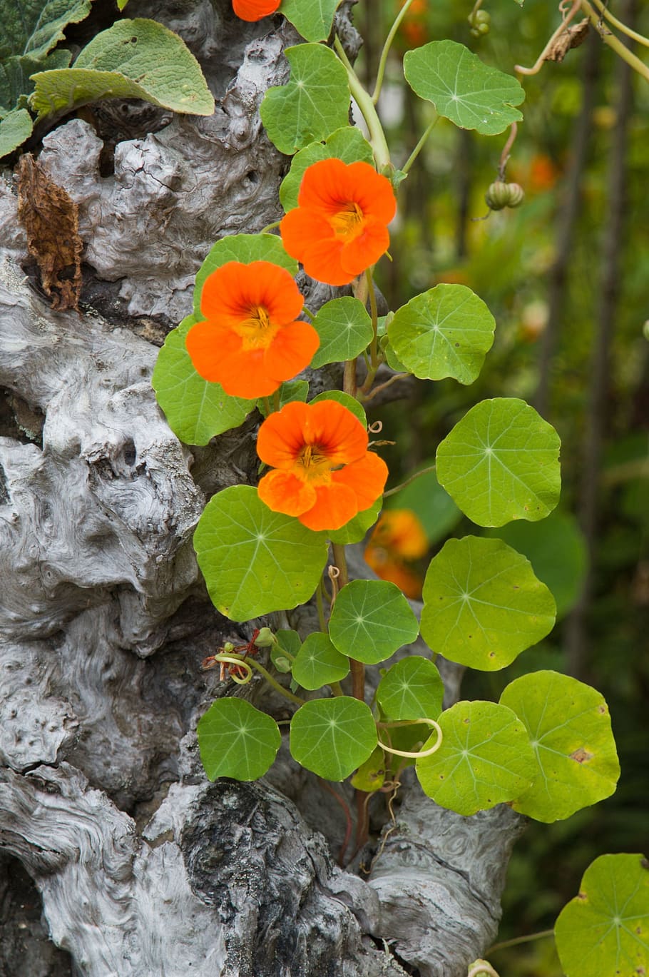 Page 2 | nasturtium 1080P, 2K, 4K, 5K HD wallpapers free download