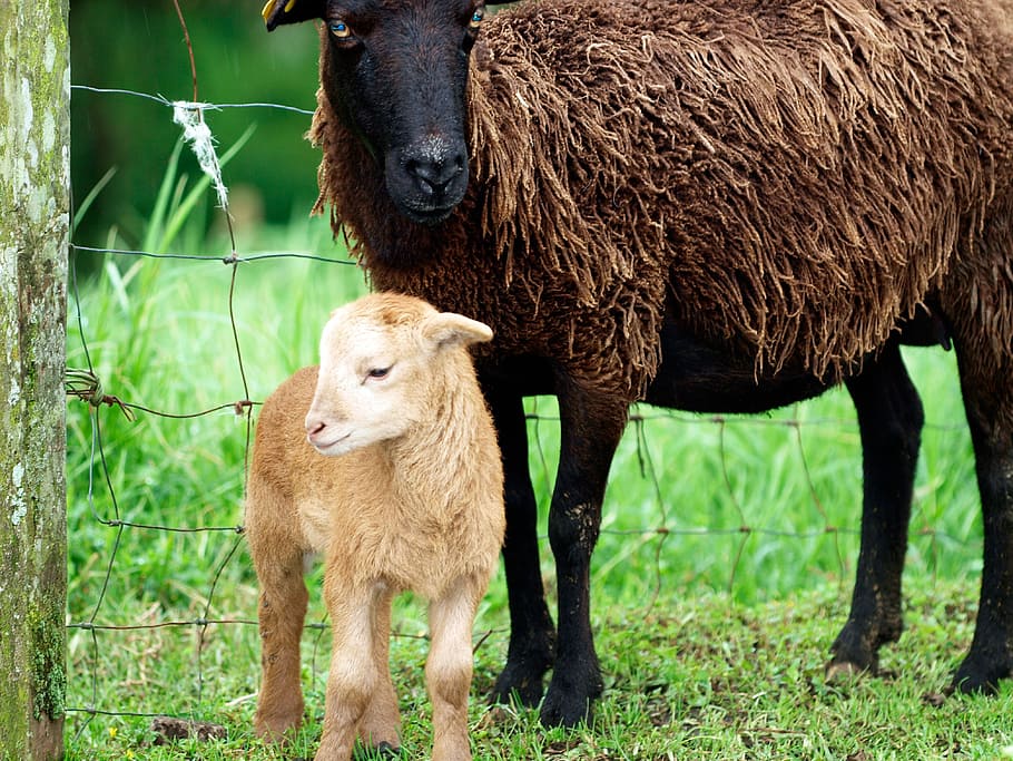 brown calf standing beside brown sheep, two sheep standing beside fence, HD wallpaper