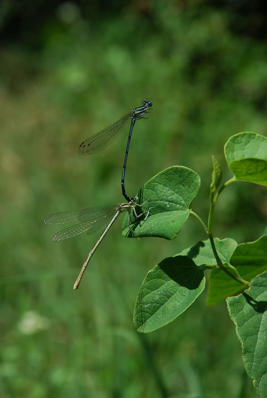 dragonfly, green, insect, close, dragonflies, details, close-up HD wallpaper