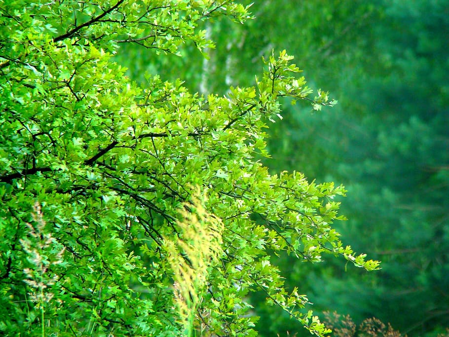 nature, forest, tree, plant, green color, growth, beauty in nature HD wallpaper