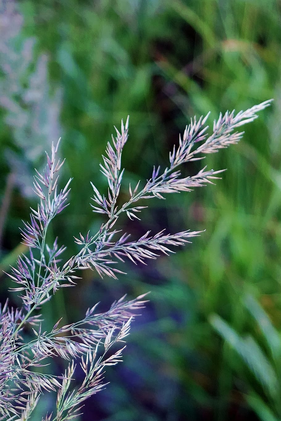 Grass, Dune, Grasses, North Sea, dune grass, nature, oats, summer, HD wallpaper