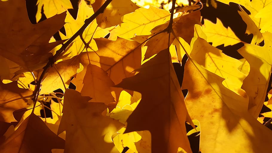 fall, leaf, maple, nature, outdoors, night, autumn, black and yellow HD wallpaper