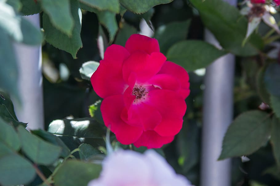 Flower, Plant, red, petal, growth, fragility, nature, flowering plant HD wallpaper