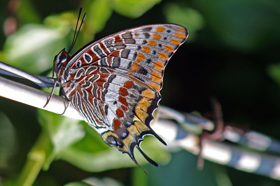 charaxes jasius, two-tailed pasha, butterfly, colored butterfly, HD wallpaper