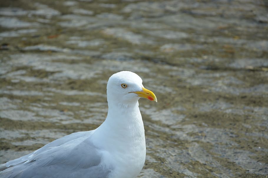 gull, profile, head, beach, seagull, seabird, long-billed, feathers HD wallpaper