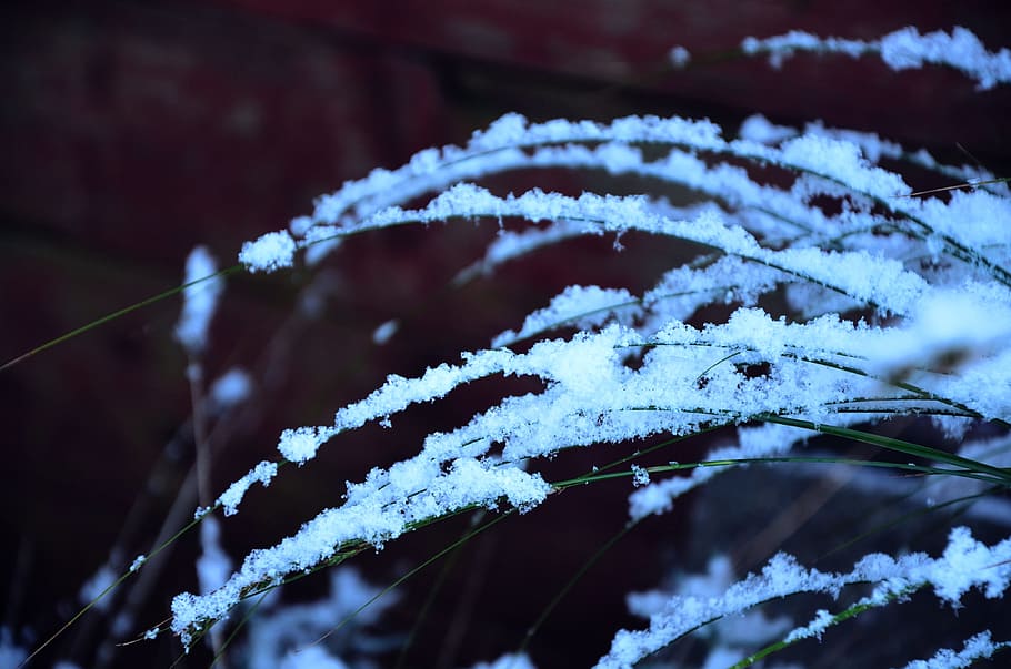 Snow, Branches, Cold, White, Winter, weather, frost, season HD wallpaper