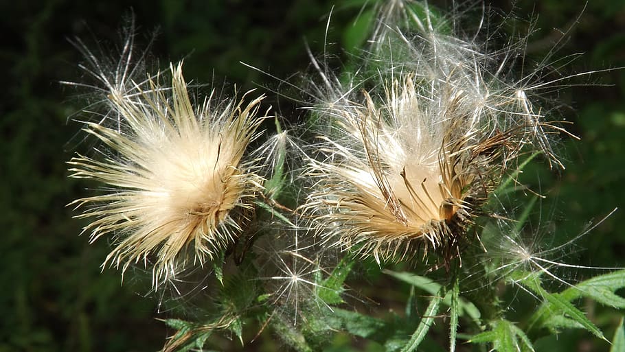 thistle, fluff, plant, nature, flower, spring, garden, green HD wallpaper