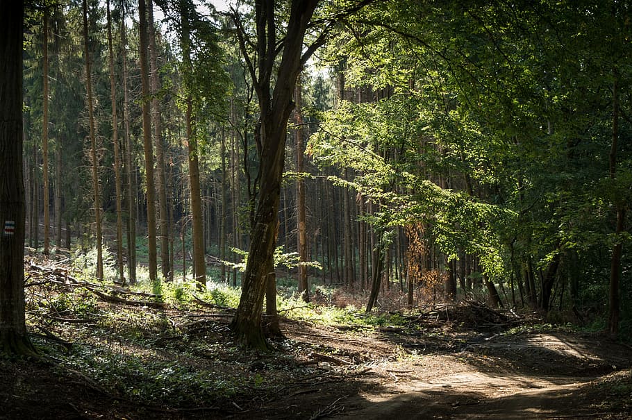 bükk, forest, tree, green, summer, nature, landscape, natural HD wallpaper