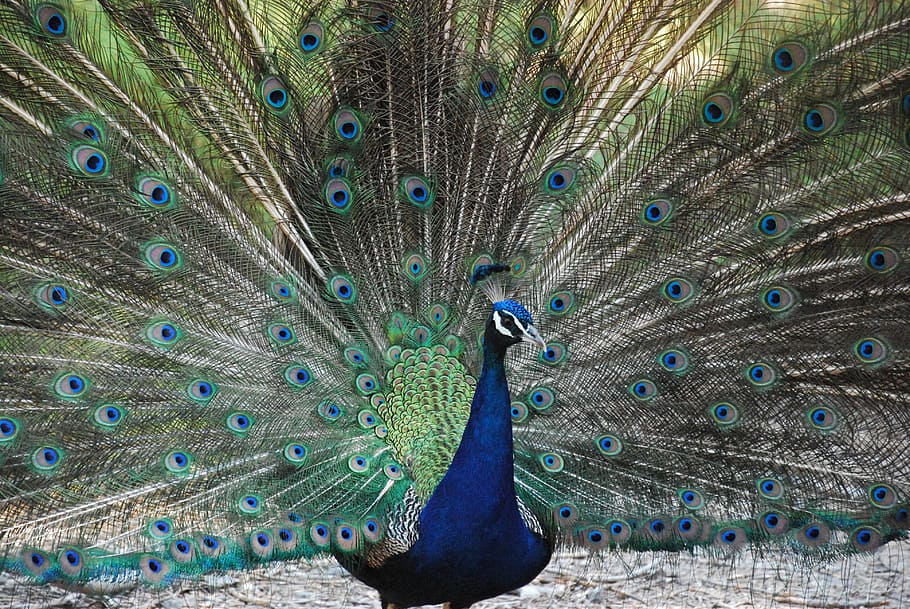 peacock, nature, bird, feather, bird feather, visual ornament HD wallpaper