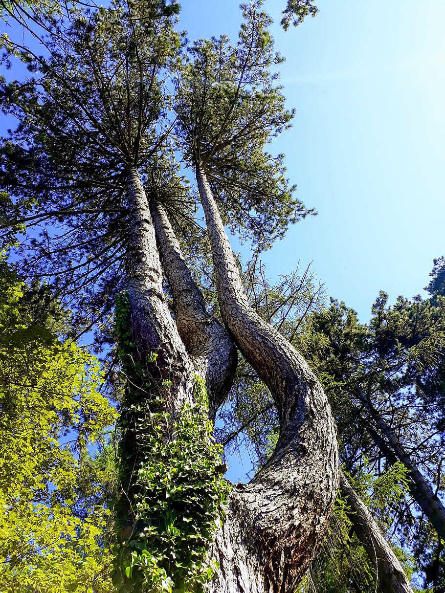 trees, force, form, plant, tree trunk, growth, sky, low angle view HD wallpaper