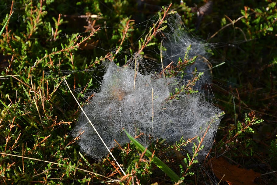 canvas, spider, spider web, macro, the nature, plant, no people HD wallpaper