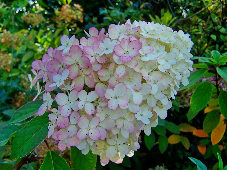 hydrangea, pale pink, plant, beauty in nature, flowering plant HD wallpaper